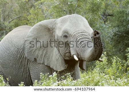 Similar – elephant in Aberdare National Park, Kenya