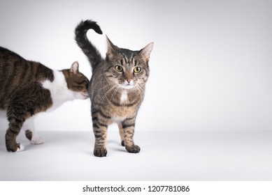 421 Cat butt Stock Photos, Images & Photography | Shutterstock