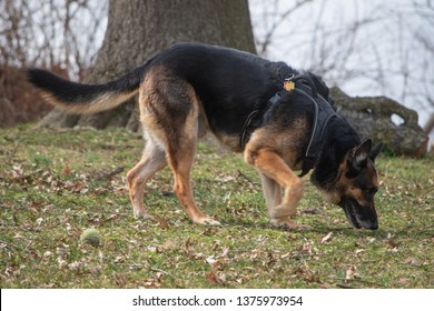 Sniffing shepherd dog - Powered by Shutterstock