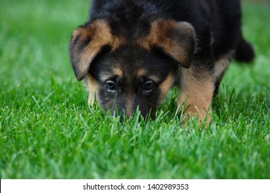 Sniffing Young German shepherd puppy 