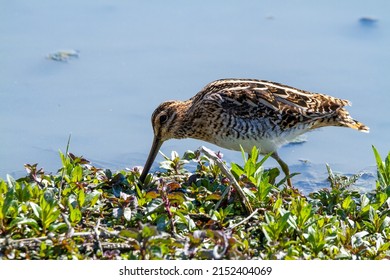 snipe bird marsh ponds and lakes of europe italy