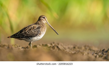 Snipe Sitting In The Early Morning Sunlight, Epic Scenery