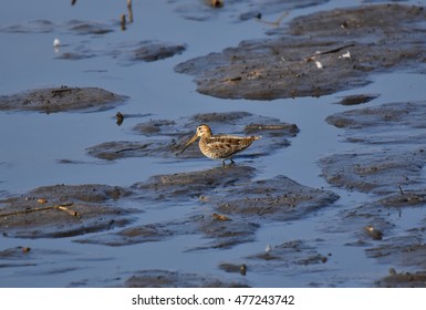 snipe in swamp