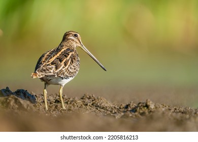 Snipe Walking In The Muddy Terrain