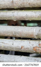 A Sniper Girl Takes Aim From Behind A Tree Cover.