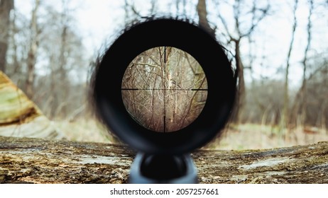 Sniper Gun Scope View. Hunting In The Forest.