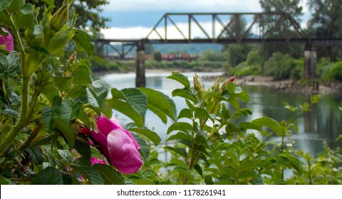 Snohomish River Bridge In The Spring