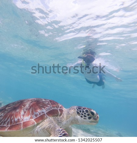 Snokelers swimming with sea turtle in turquoise blue water of Gili islands, Indonesia. Underwater photo. Hawksbill sea turtle, Eretmochelys imbricata is endangered species.