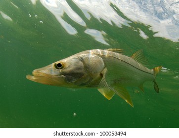 Snook Fish Underwater