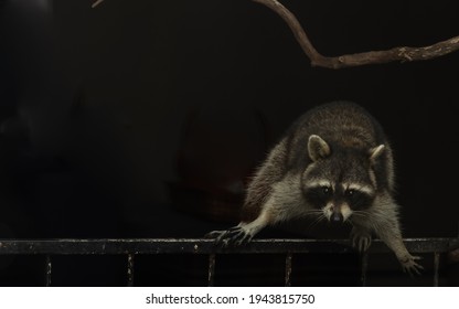 A Snooping Raccoon Lying On A Rod Iron Railing.