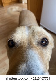 Snoopy Dog Being Curious Close Up