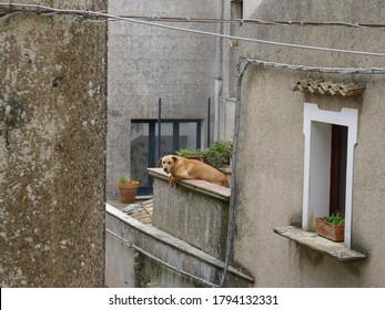 Snoopy Dog Looking Down From A Terrace To The Road