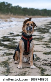 Snoopy The Dog Sitting On The Beach With His Clothings. Cold Winter Weather. Dog Has Silly Looking Ears. Funny Looking Face Of A Brown Mix Breed Dog. Relaxed Looking Dog Enjoying Time Outside