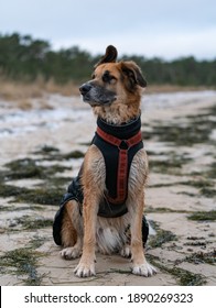 Snoopy The Dog Sitting On The Beach With His Clothings. Cold Winter Weather. Dog Has Silly Looking Ears. Funny Looking Face Of A Brown Mix Breed Dog. Relaxed Looking Dog Enjoying Time Outside