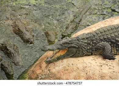 Snoozing crocodiles 