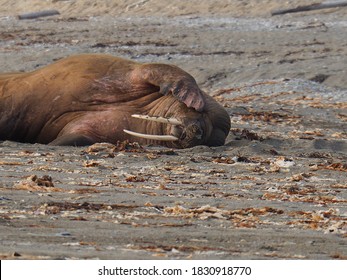 Snoozing Walrus Sleeping Arctic Circle