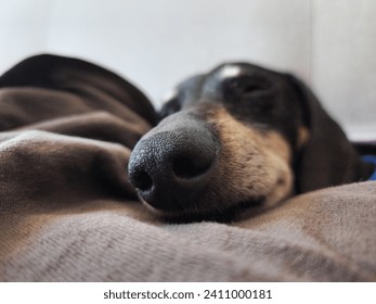 Snoozing Wisdom: Capturing the Serenity of an Elderly Dachshund's Slumber, Emphasizing the Endearing Beauty of His Aged Snout in a Peaceful Naptime Portrait