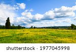 A Snoqualmie Valley field is filled with buttercup flowers under a blue sky with growing storm clouds in the distance