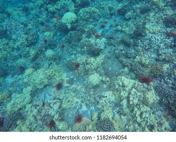 Snorkel Molokini Maui Hawaii