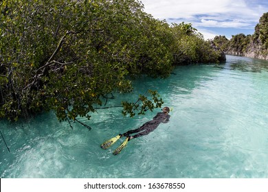 A Snorkeler Explores The Edge Of A Mangrove Forest Near The Island Of Misool In Raja Ampat, Papua, Indonesia. This Region Is Known For Its High Marine Biological Diversity And Great Scuba Diving.