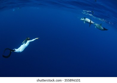 A Snorkeler Freedives Together With Indo Pacific Bottlenose Dolphins In The Crystal Clear Blue Waters Off Reunion Island.