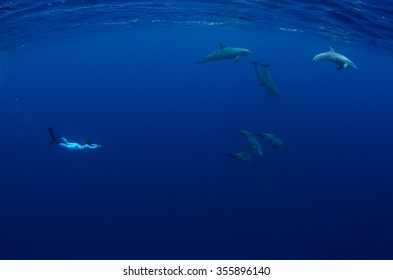 A Snorkeler Freedives Together With Indo Pacific Bottlenose Dolphins In The Crystal Clear Blue Waters Off Reunion Island.