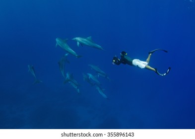 A Snorkeler Freedives Together With Indo Pacific Bottlenose Dolphins In The Crystal Clear Blue Waters Off Reunion Island.