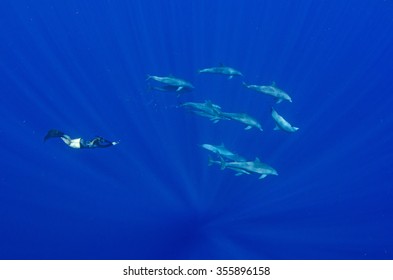 A Snorkeler Freedives Together With Indo Pacific Bottlenose Dolphins In The Crystal Clear Blue Waters Off Reunion Island.