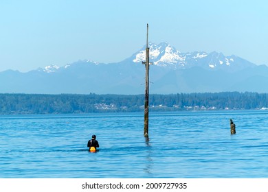 A snorkeler stands in Puget Sound near a wooden pillar protruding from the water. The Olympic Mountains can be seen in the background.