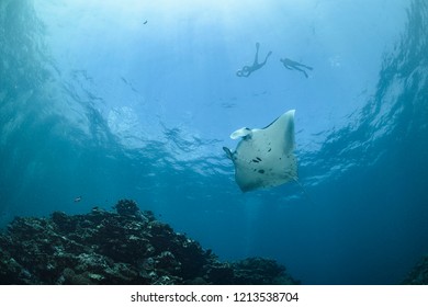 Snorkeler Swimming With Large Manta Ray Gliding Over Cleaning 
Station In Ishigaki, Okinawa Japan