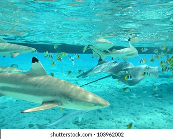 1,678 Bora bora fish Images, Stock Photos & Vectors | Shutterstock