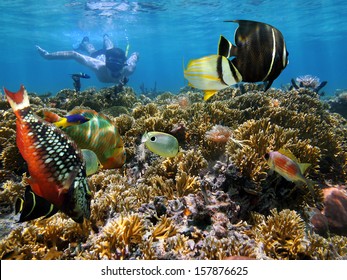 Snorkeling In A Coral Garden With Colorful Tropical Fish, Caribbean Sea