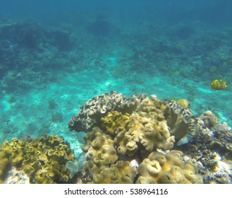 Snorkeling The Great Barrier Reef, Queensland, Australia, Where A Coral Bleaching Event In 2016 Caused By Sea Temperature Increases Impacted The Corals 