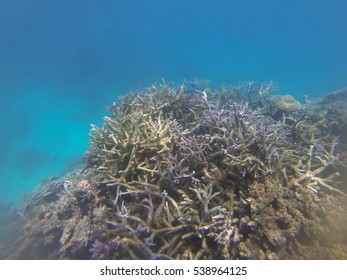 Snorkeling The Great Barrier Reef, Queensland, Australia, Where A Coral Bleaching Event In 2016 Caused By Sea Temperature Increases Impacted The Corals 