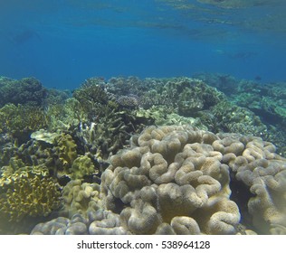 Snorkeling The Great Barrier Reef, Queensland, Australia, Where A Coral Bleaching Event In 2016 Caused By Sea Temperature Increases Impacted The Corals 