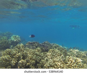 Snorkeling The Great Barrier Reef, Queensland, Australia, Where A Coral Bleaching Event In 2016 Caused By Sea Temperature Increases Impacted The Corals 