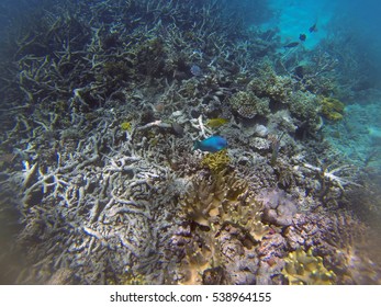 Snorkeling The Great Barrier Reef, Queensland, Australia, Where A Coral Bleaching Event In 2016 Caused By Sea Temperature Increases Impacted The Corals 