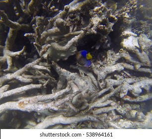 Snorkeling The Great Barrier Reef, Queensland, Australia, Where A Coral Bleaching Event In 2016 Caused By Sea Temperature Increases Impacted The Corals 