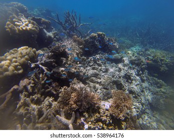 Snorkeling The Great Barrier Reef, Queensland, Australia, Where A Coral Bleaching Event In 2016 Caused By Sea Temperature Increases Impacted The Corals 