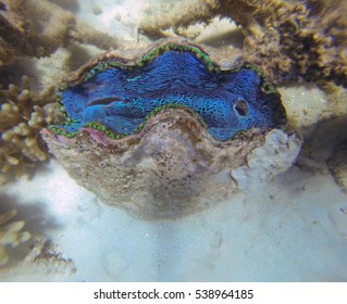 Snorkeling The Great Barrier Reef, Queensland, Australia, Where A Coral Bleaching Event In 2016 Caused By Sea Temperature Increases Impacted The Corals 