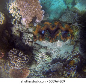 Snorkeling The Great Barrier Reef, Queensland, Australia, Where A Coral Bleaching Event In 2016 Caused By Sea Temperature Increases Impacted The Corals 