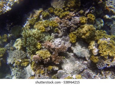 Snorkeling The Great Barrier Reef, Queensland, Australia, Where A Coral Bleaching Event In 2016 Caused By Sea Temperature Increases Impacted The Corals 