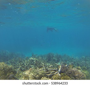 Snorkeling The Great Barrier Reef, Queensland, Australia, Where A Coral Bleaching Event In 2016 Caused By Sea Temperature Increases Impacted The Corals 