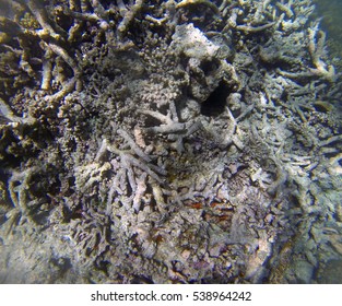 Snorkeling The Great Barrier Reef, Queensland, Australia, Where A Coral Bleaching Event In 2016 Caused By Sea Temperature Increases Impacted The Corals 