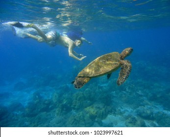 Snorkeling With Green Turtles In Maui, Hawaii