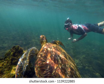 Snorkeling With A Large Sea Turtle In Galapagos