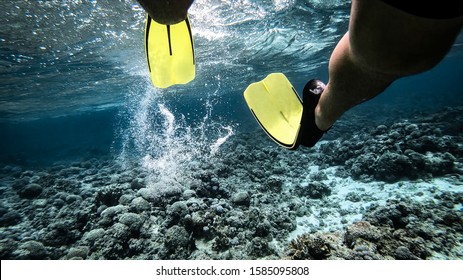 Snorkeling At Lord Howe Island Australia