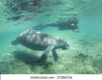 Snorkeling With Manatees In Crystal River Florida 