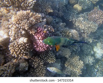 snorkeling in the red sea - Shutterstock ID 147315314