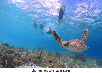 Snorkeling With Sea Turtle In Caribbean